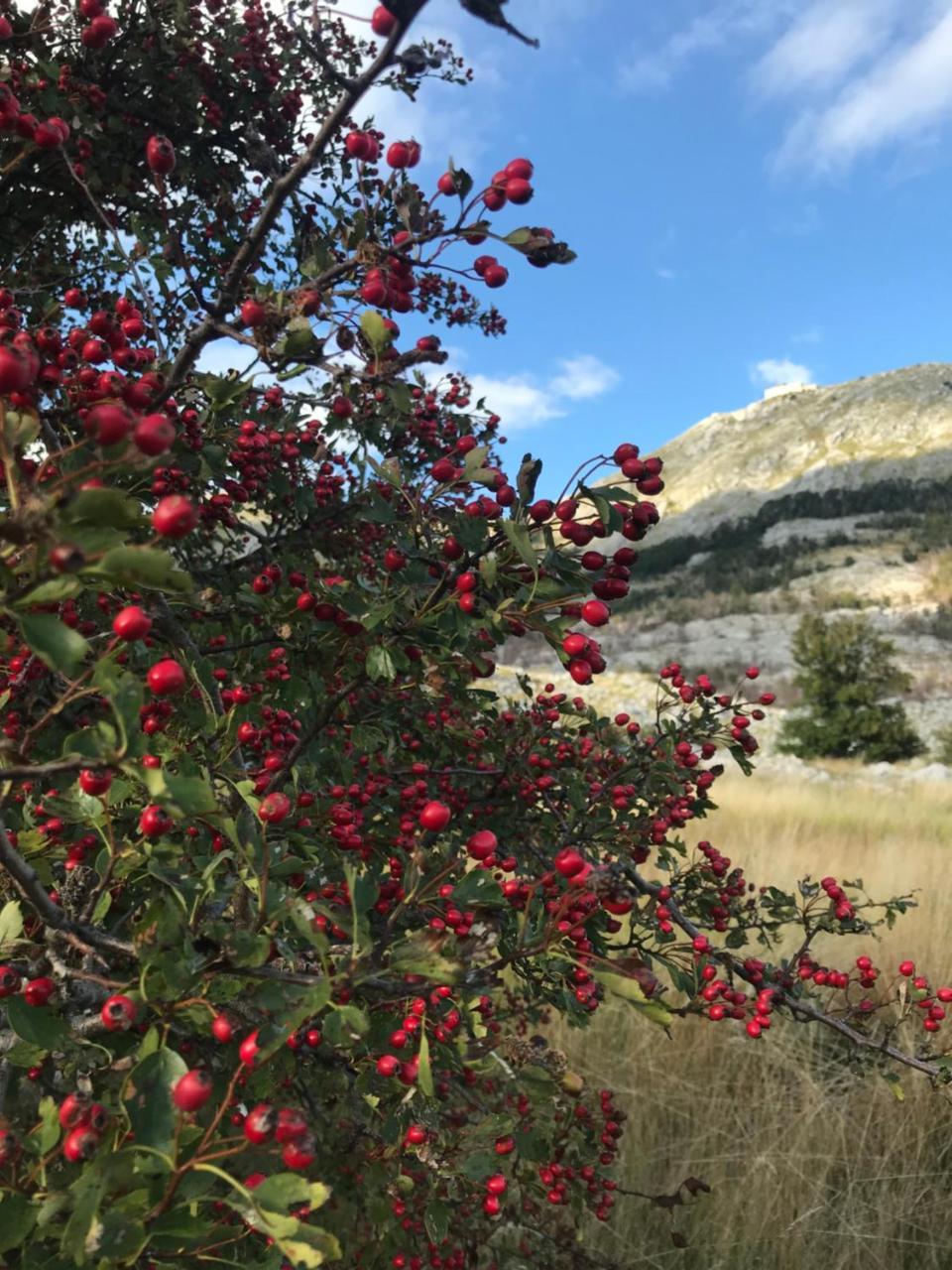 Lovcen Holiday Home Τσέτινιε Εξωτερικό φωτογραφία